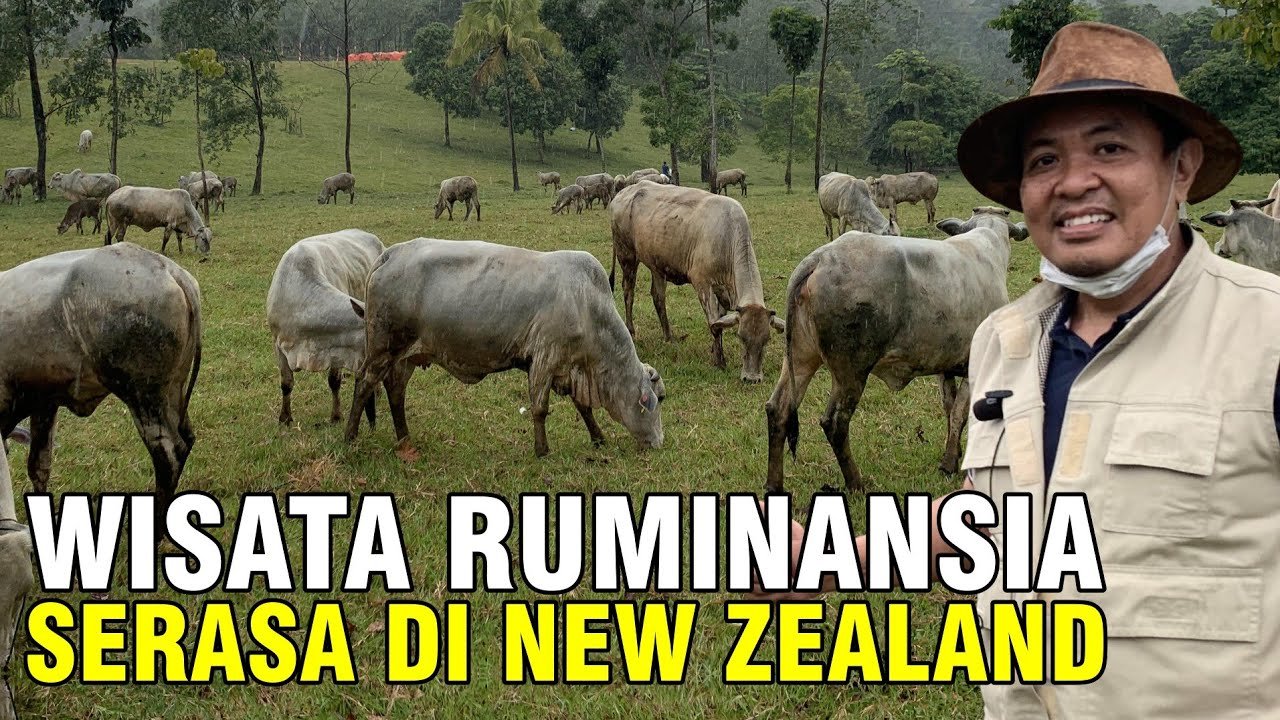 
                                 Wisata-Ruminansia-Sapi-Kambing-Domba-Di-Banten